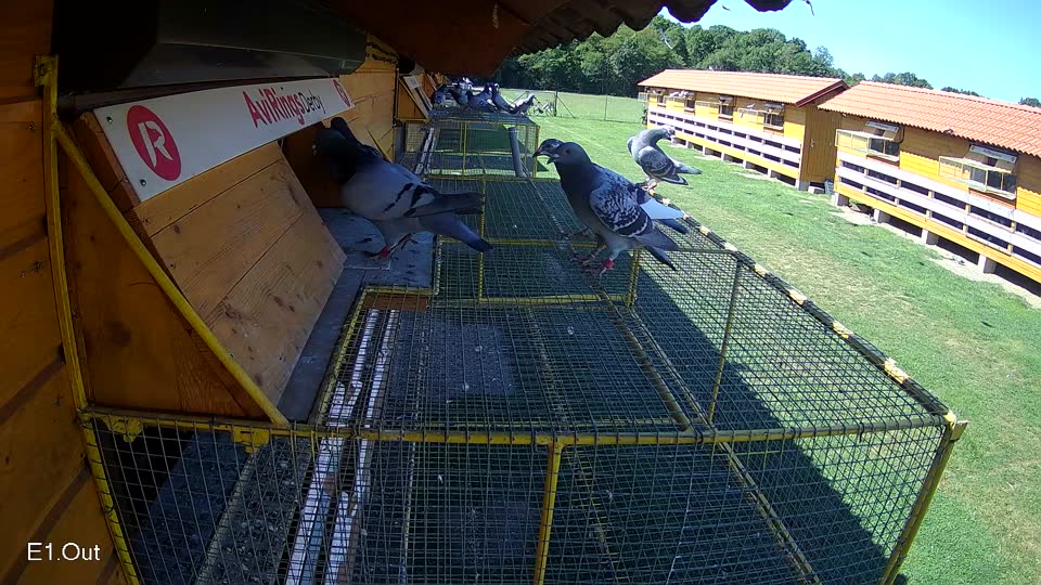 Pigeon Arrival Image For Race Race 2