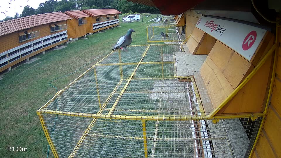 Pigeon Arrival Image For Race Race 3