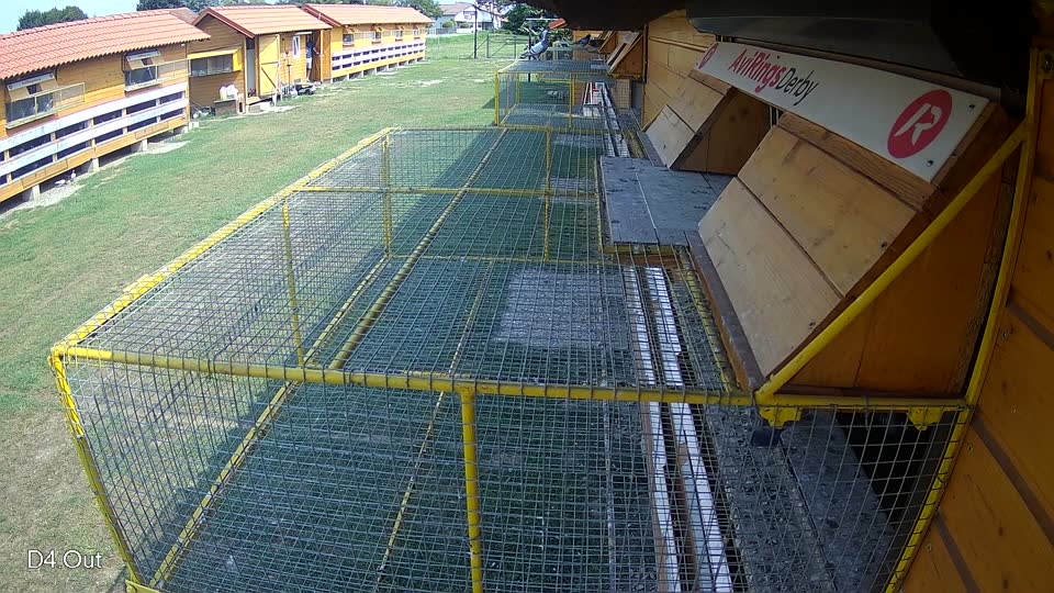 Pigeon Arrival Image For Race Race 3
