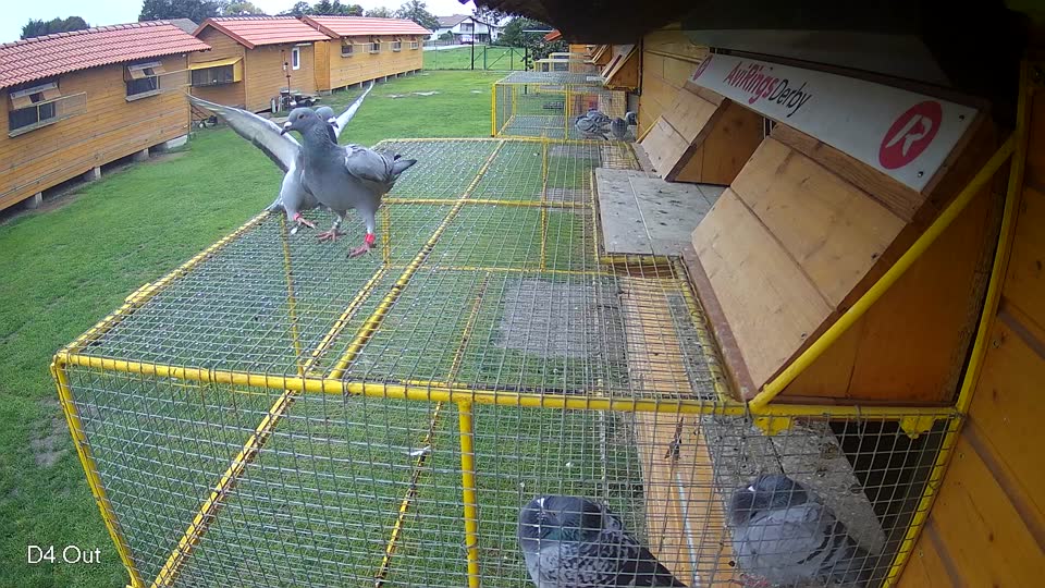 Pigeon Arrival Image For Race Final race 3
