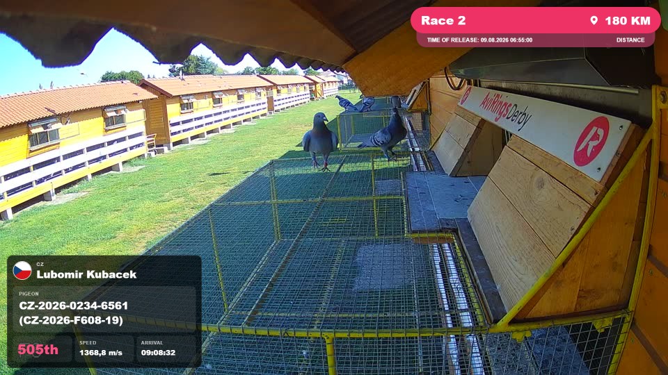 Pigeon Arrival Image For Race Race 2