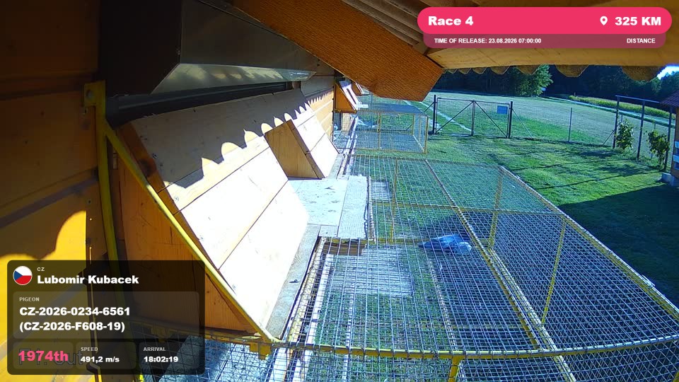 Pigeon Arrival Image For Race Race 4