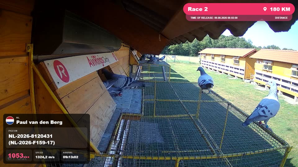 Pigeon Arrival Image For Race Race 2