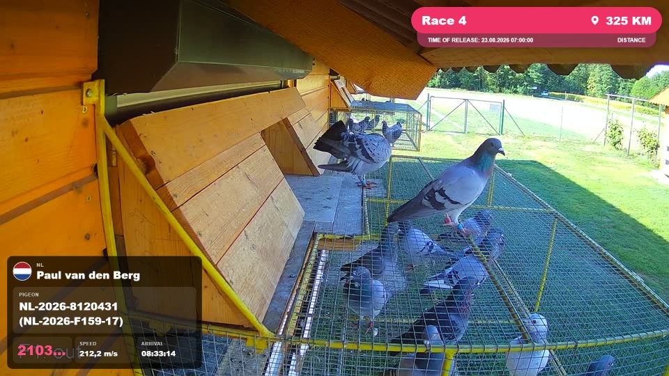 Pigeon Arrival Image For Race Race 4