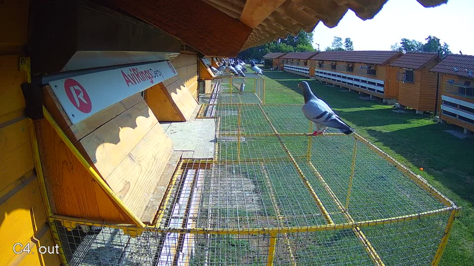 Pigeon Arrival Image For Race Race 1