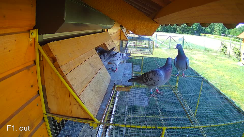 Pigeon Arrival Image For Race Race 2