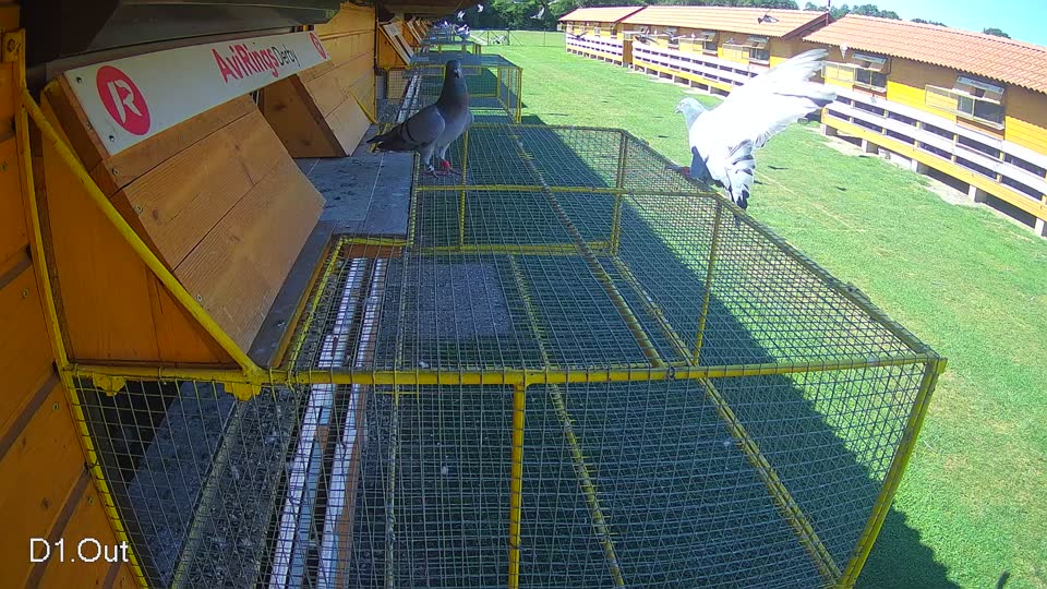 Pigeon Arrival Image For Race Race 2
