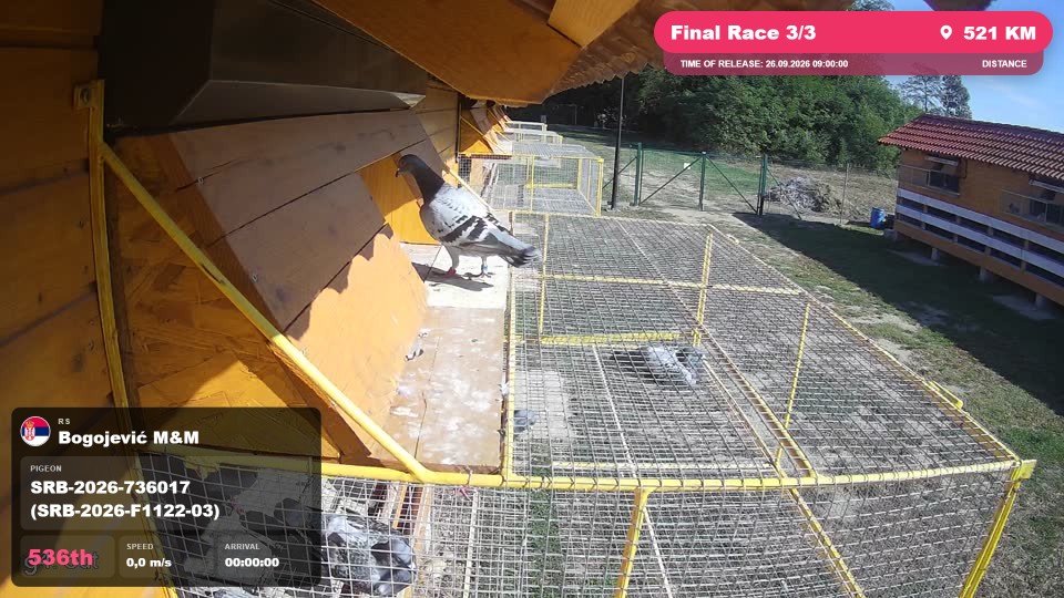 Pigeon Arrival Image For Race Final Race 3/3