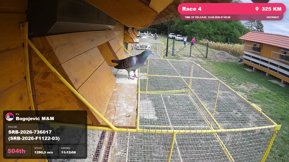 Pigeon Arrival Image For Race Race 4
