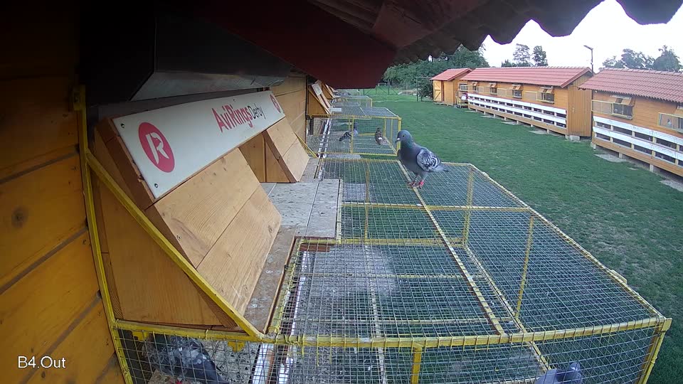 Pigeon Arrival Image For Race Race 6