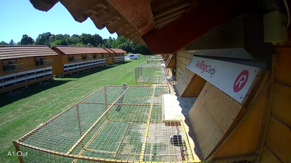 Pigeon Arrival Image For Race Race 2