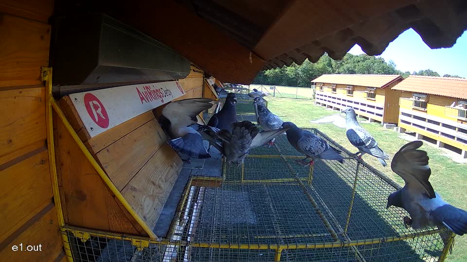 Pigeon Arrival Image For Race Race 3