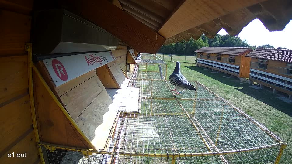 Pigeon Arrival Image For Race Race 5