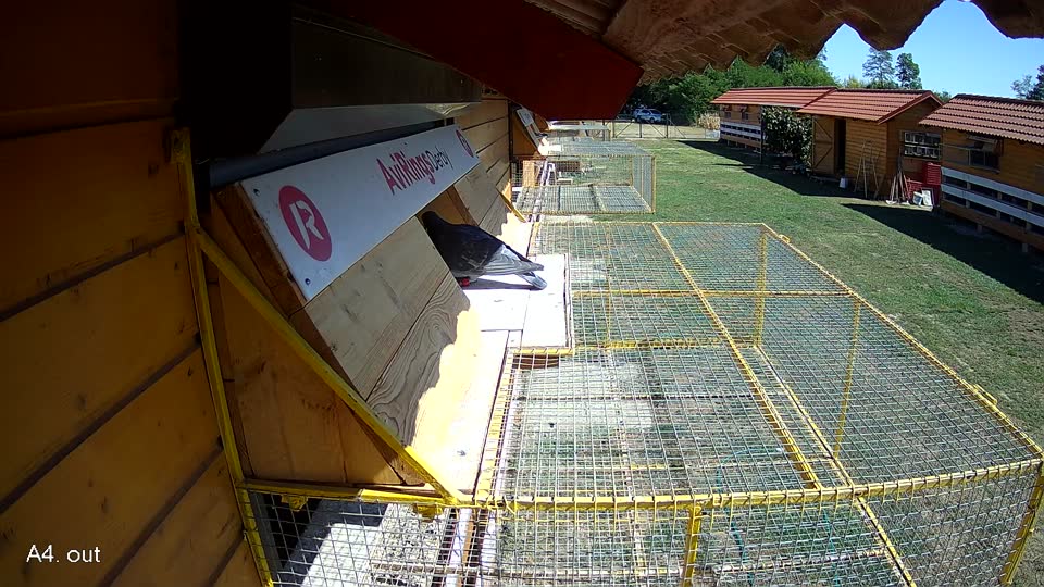 Pigeon Arrival Image For Race Race 3