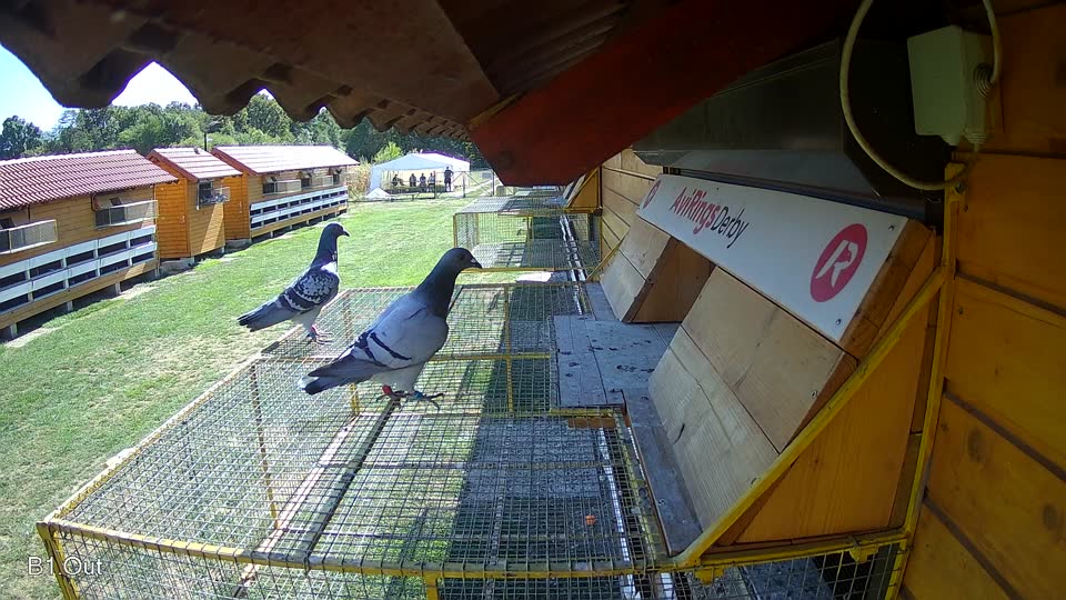 Pigeon Arrival Image For Race Final Race 1/3