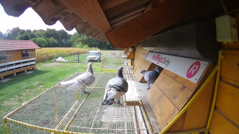 Pigeon Arrival Image For Race Race 4