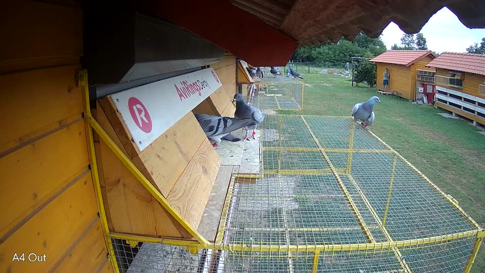 Pigeon Arrival Image For Race Race 3