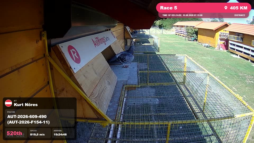 Pigeon Arrival Image For Race Race 5