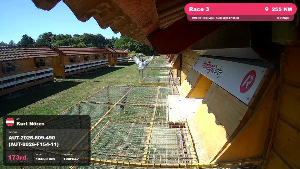 Pigeon Arrival Image For Race Race 3