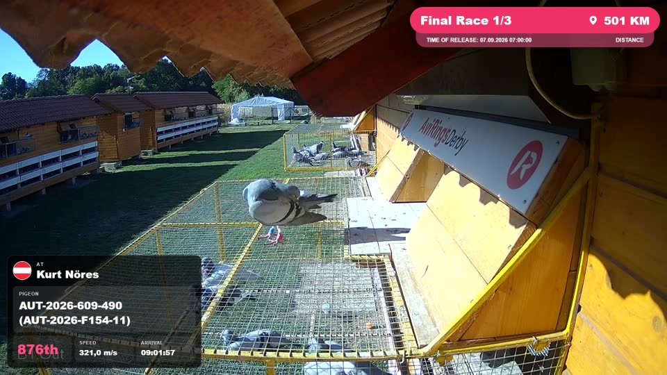 Pigeon Arrival Image For Race Final Race 1/3