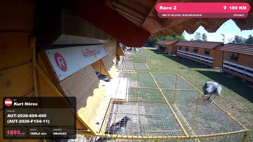 Pigeon Arrival Image For Race Race 2