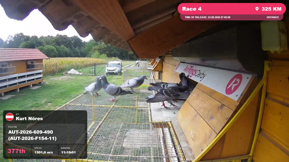 Pigeon Arrival Image For Race Race 4
