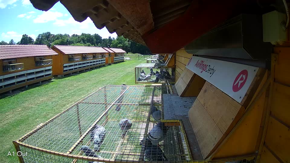 Pigeon Arrival Image For Race Race 2