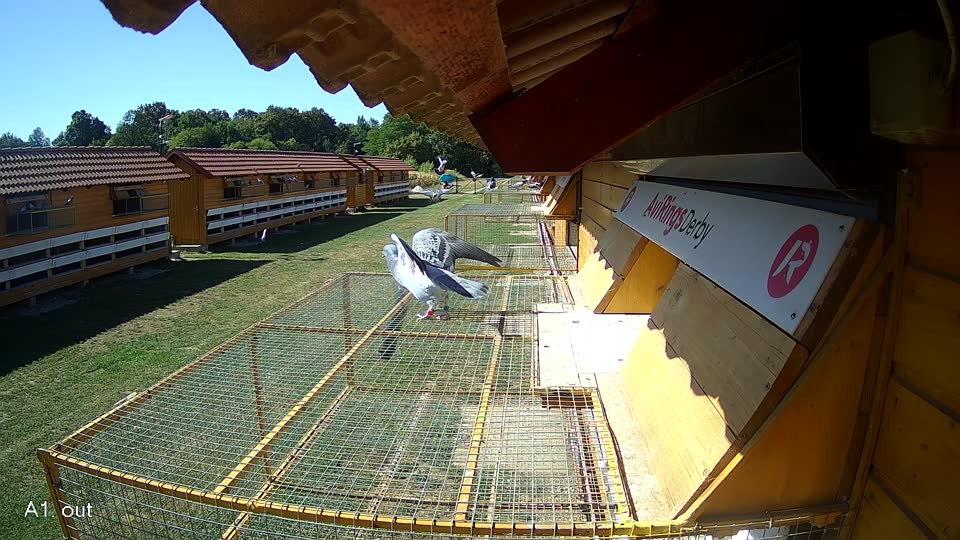 Pigeon Arrival Image For Race Race 3