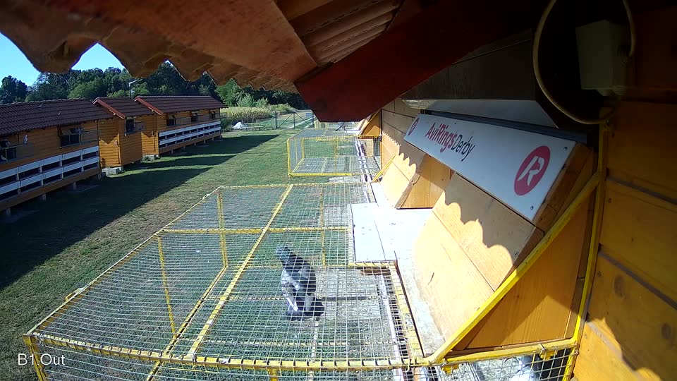 Pigeon Arrival Image For Race Race 2