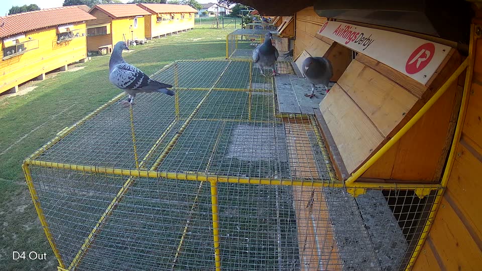 Pigeon Arrival Image For Race Race 4