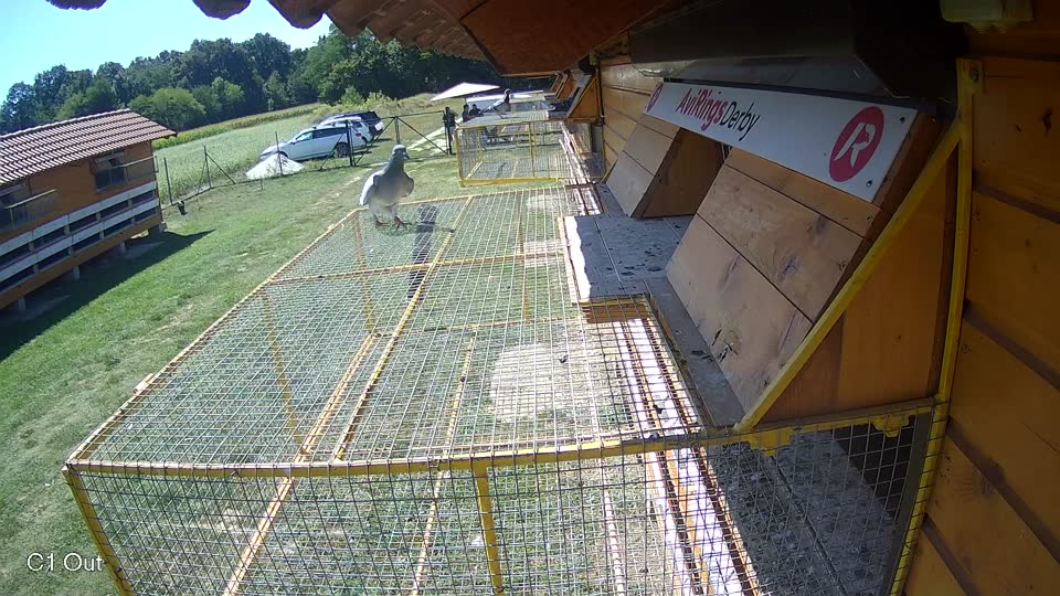 Pigeon Arrival Image For Race Race 5