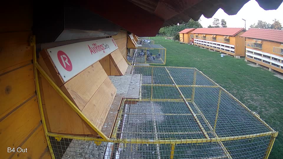Pigeon Arrival Image For Race Race 6