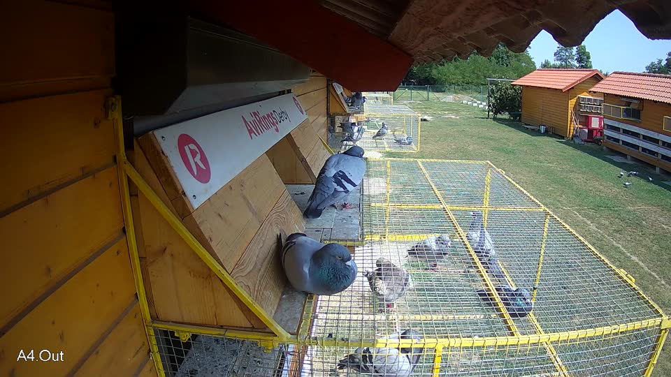 Pigeon Arrival Image For Race Race 4