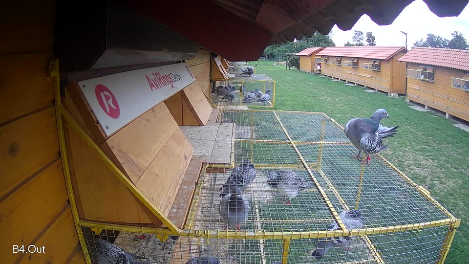 Pigeon Arrival Image For Race Race 6