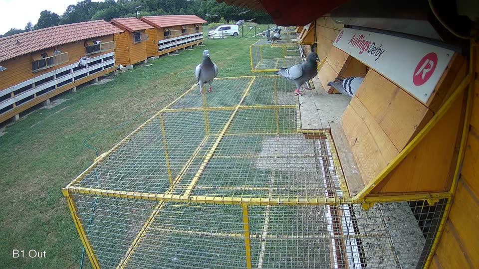 Pigeon Arrival Image For Race Race 3