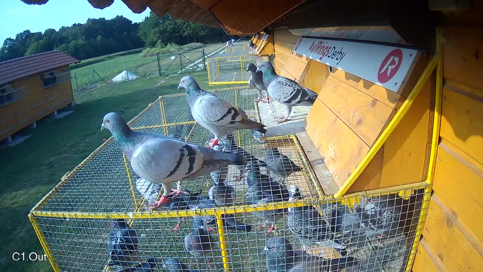 Pigeon Arrival Image For Race Race 4