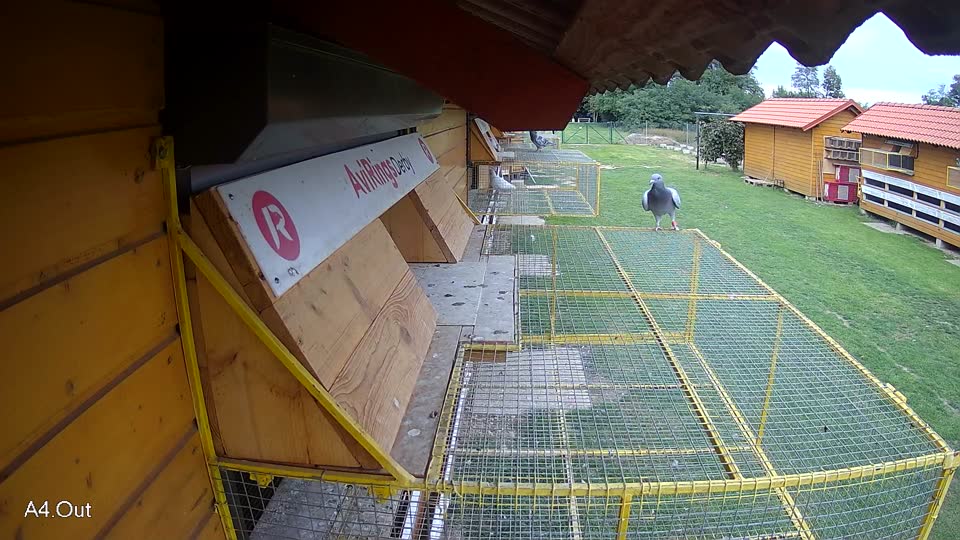 Pigeon Arrival Image For Race Final race 3