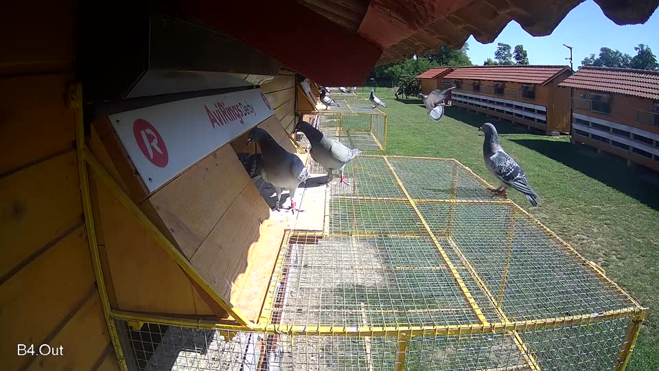 Pigeon Arrival Image For Race Race 2