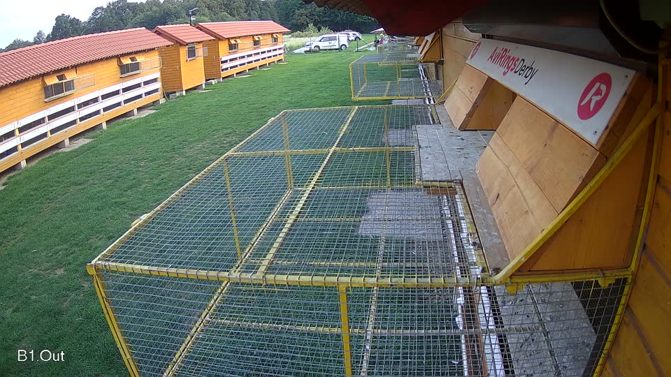 Pigeon Arrival Image For Race Final race 1