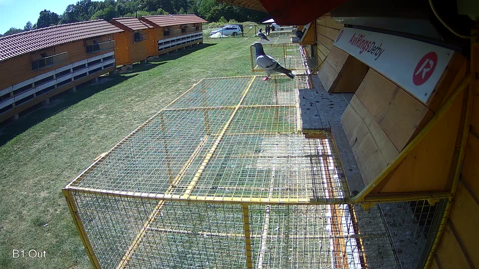 Pigeon Arrival Image For Race Race 5