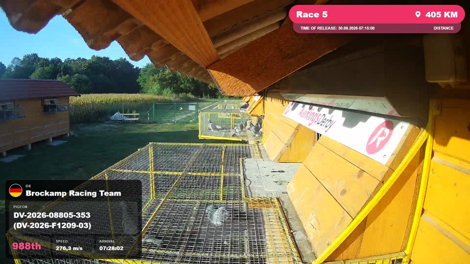 Pigeon Arrival Image For Race Race 5