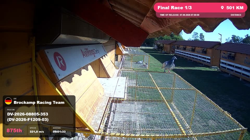 Pigeon Arrival Image For Race Final Race 1/3