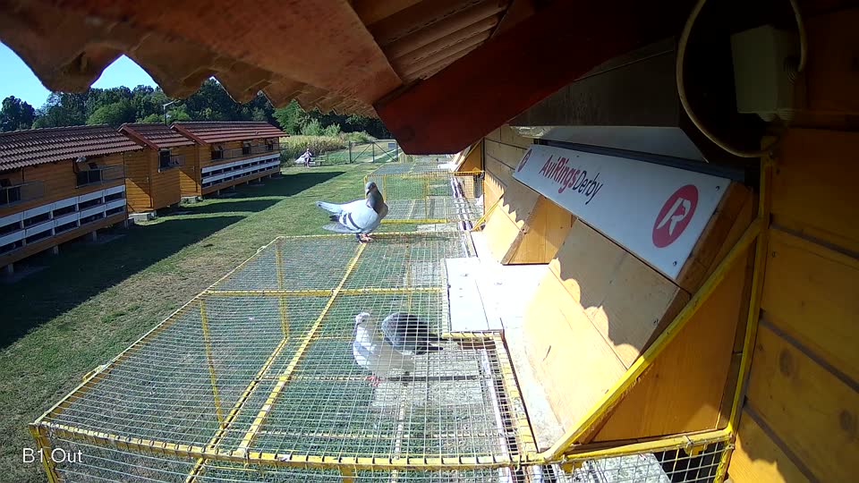 Pigeon Arrival Image For Race Race 2