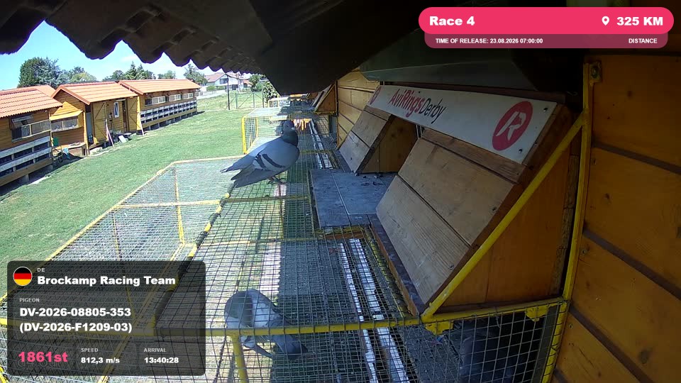 Pigeon Arrival Image For Race Race 4