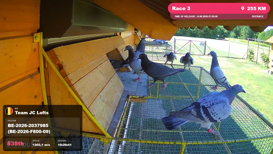 Pigeon Arrival Image For Race Race 3