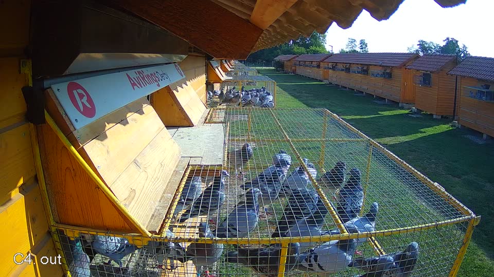 Pigeon Arrival Image For Race Race 1