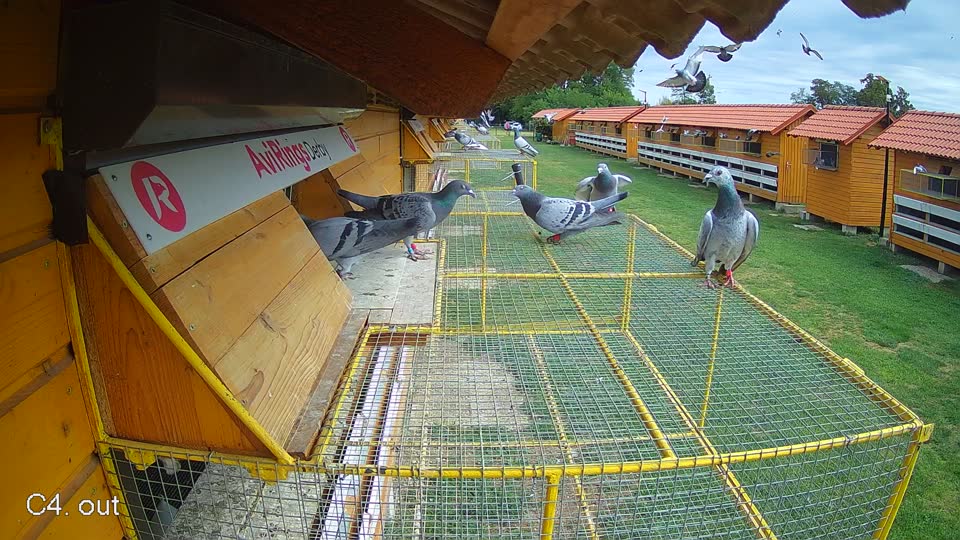 Pigeon Arrival Image For Race Race 4