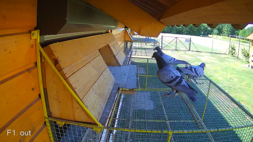 Pigeon Arrival Image For Race Race 3