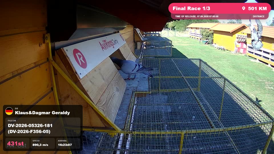 Pigeon Arrival Image For Race Final Race 1/3