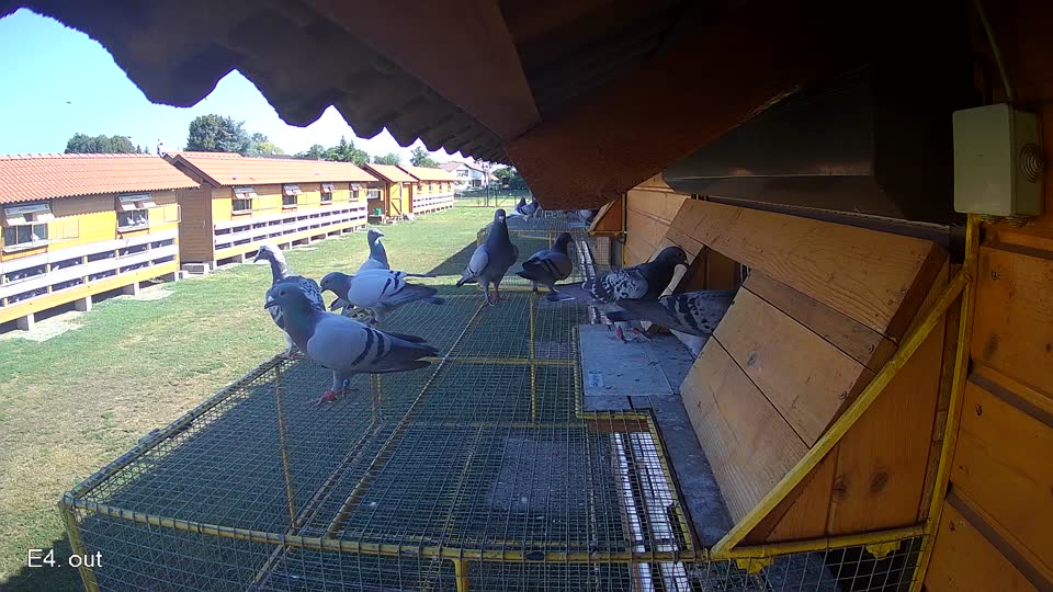 Pigeon Arrival Image For Race Race 2
